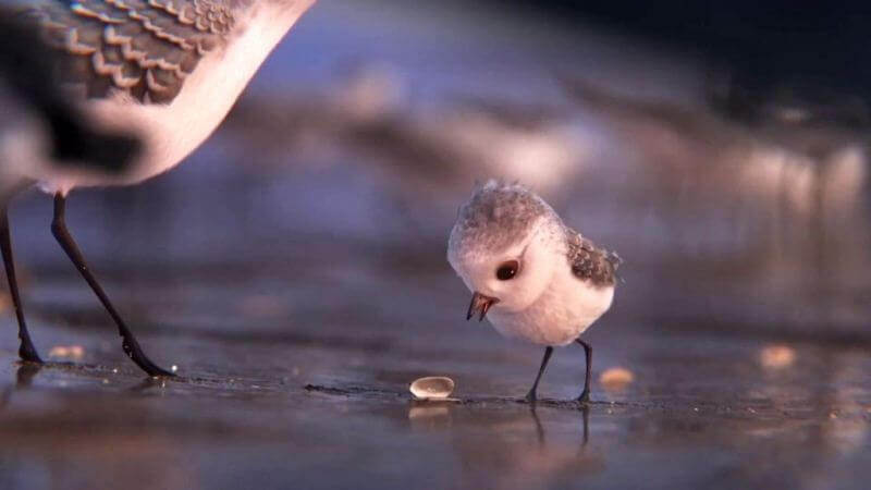 Piper câu chuyện đằng sau bộ phim chú chim nhỏ dũng cảm 10