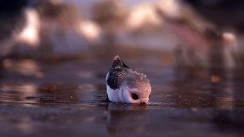 Piper câu chuyện đằng sau bộ phim chú chim nhỏ dũng cảm 11