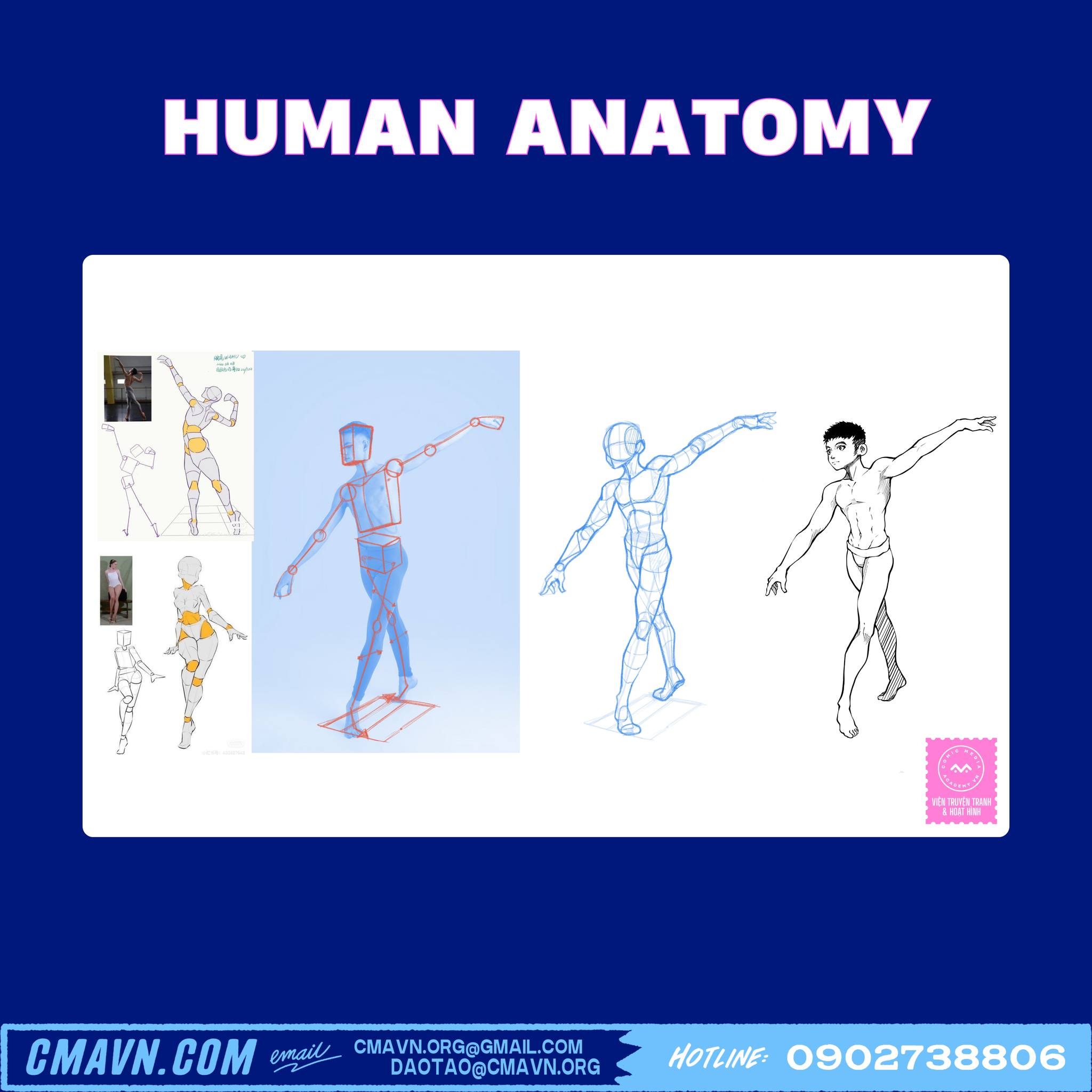 human anatomy